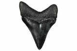 Serrated, Juvenile Megalodon Tooth - South Carolina #340449-1